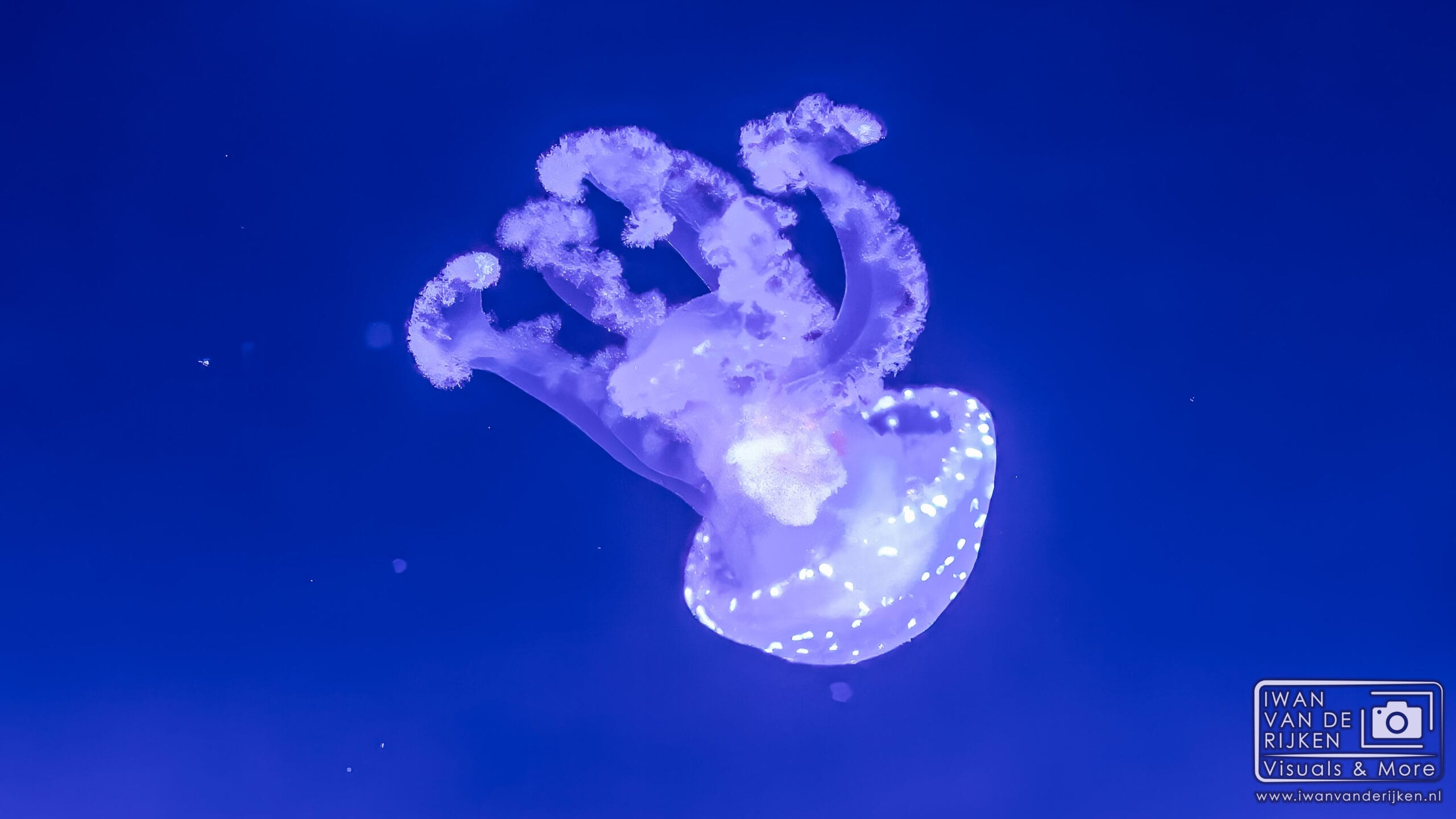 Blauwpuntkwal – Macrofotografie