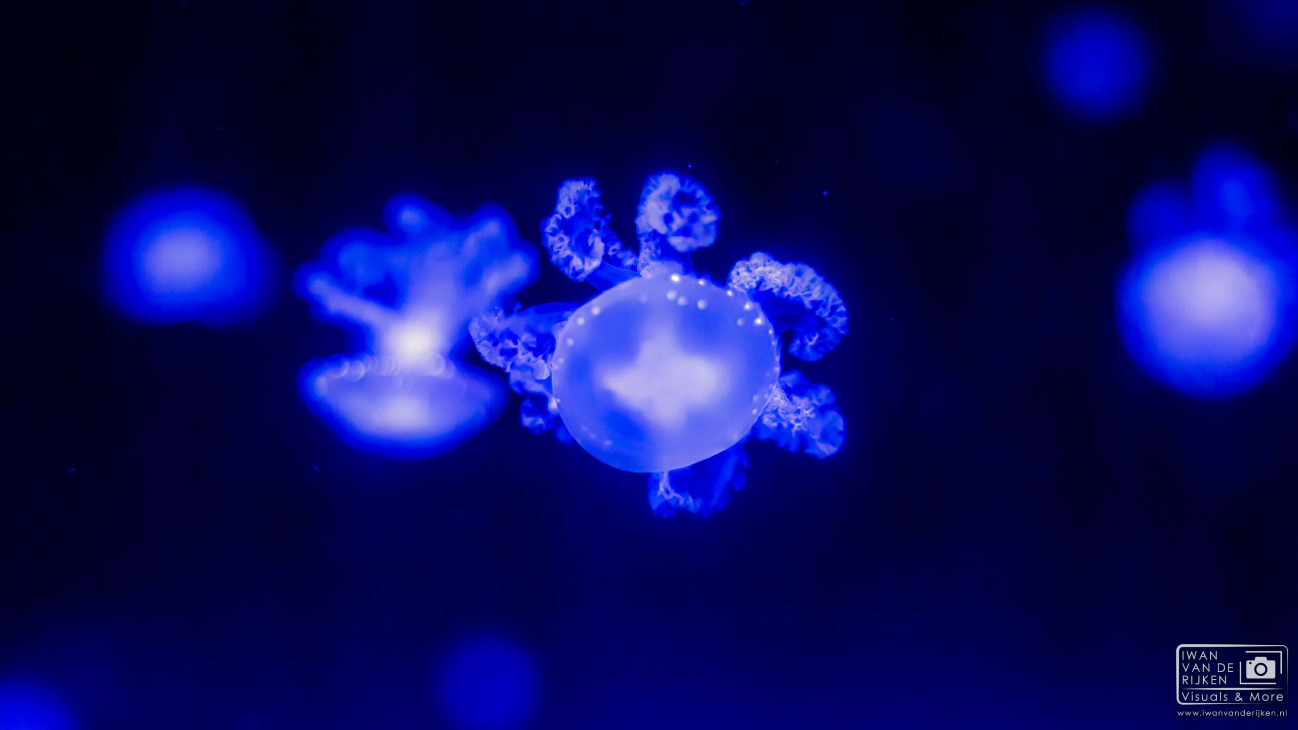 De Betovering van Macrobeelden Ontdekken